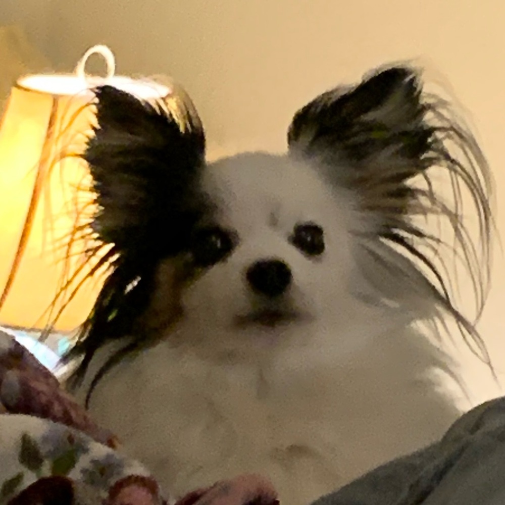 Meet your Posher, Anne-elise